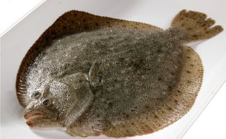 奧科美攜手上海嘉燕 以智慧可追溯體系樹水產(chǎn)行業(yè)新標桿